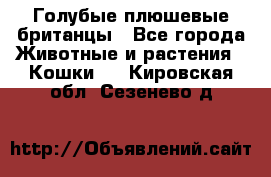 Голубые плюшевые британцы - Все города Животные и растения » Кошки   . Кировская обл.,Сезенево д.